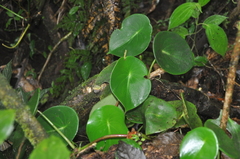 Peperomia choroniana