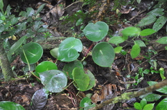 Peperomia choroniana