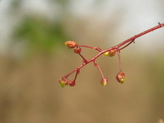 Astronium graveolens