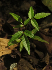 Astronium graveolens