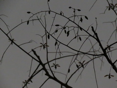 Astronium graveolens