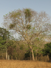 Astronium graveolens