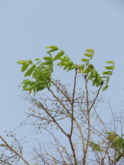 Astronium graveolens