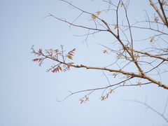 Astronium graveolens