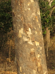 Astronium graveolens