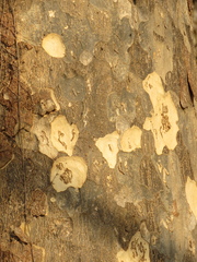 Astronium graveolens