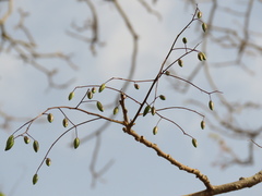 Astronium graveolens