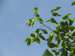 Astronium graveolens