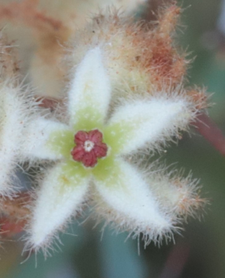 Lasiopetalum indutum