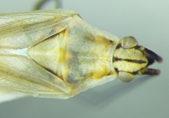 Acetropis longirostris
