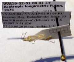 Acetropis longirostris