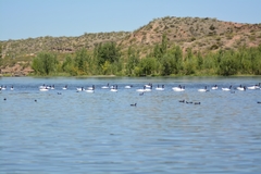 Cygnus melancoryphus
