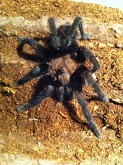 Crassicrus cocona