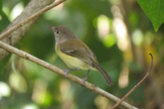 Vireo latimeri