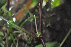 Peperomia choroniana