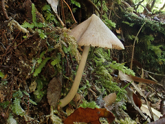 Entoloma latericolor