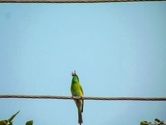 Merops orientalis orientalis