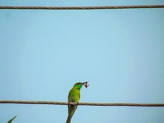 Merops orientalis orientalis