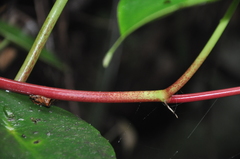 Peperomia choroniana