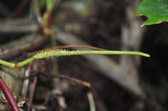 Peperomia choroniana
