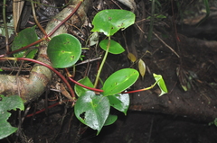 Peperomia choroniana