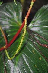Peperomia choroniana