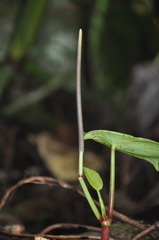 Peperomia choroniana