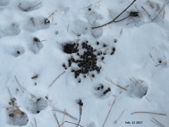 Hydropotes inermis argyropus