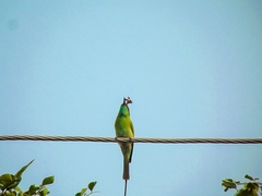 Merops orientalis orientalis