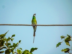 Merops orientalis orientalis