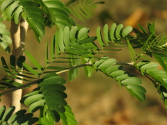 Gonopterodendron arboreum