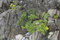 Potentilla chinensis