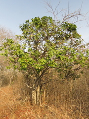 Capparidastrum pachaca