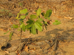 Capparidastrum pachaca