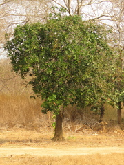 Capparidastrum pachaca