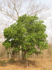 Capparidastrum pachaca