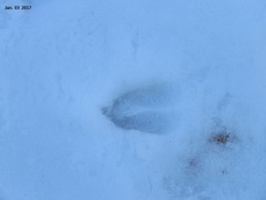 Hydropotes inermis argyropus