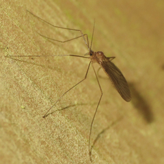 Paracladura trichoptera