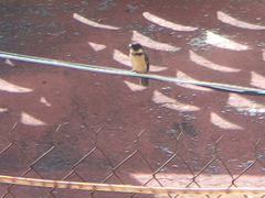 Sporophila torqueola