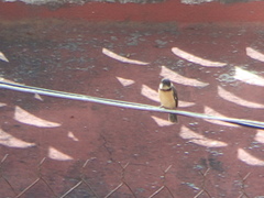 Sporophila torqueola