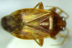 Agnocoris rubicundus