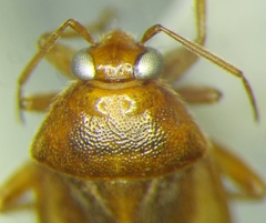 Agnocoris rubicundus