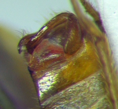 Agnocoris rubicundus
