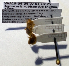 Agnocoris rubicundus