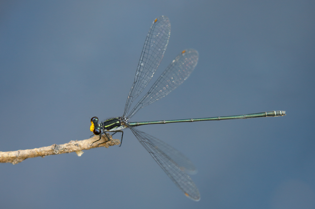 Citrine-headed Riverdamsel