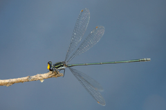 Pseudagrion lucifer