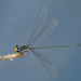 Citrine-headed Riverdamsel - Photo (c) waterpenny1, some rights reserved (CC BY-NC), uploaded by waterpenny1
