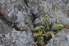 Plantago camtschatica