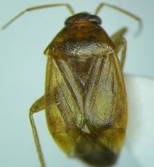 Agnocoris rubicundus