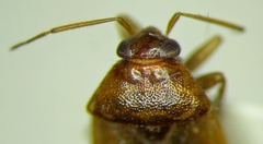 Agnocoris rubicundus